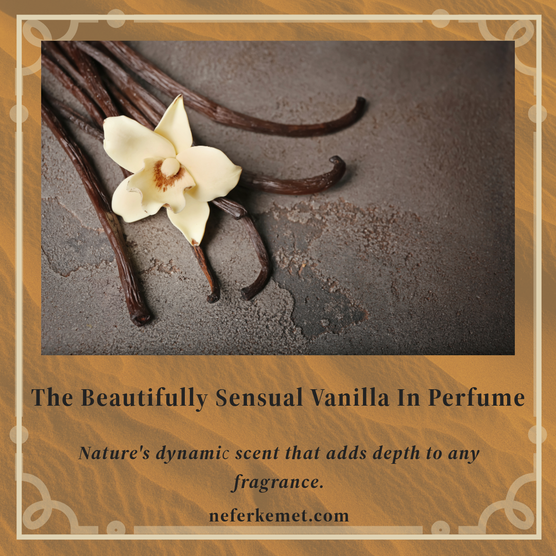 A beautiful image of vanilla bean and the flower on concrete. There is a sand dune underlap.